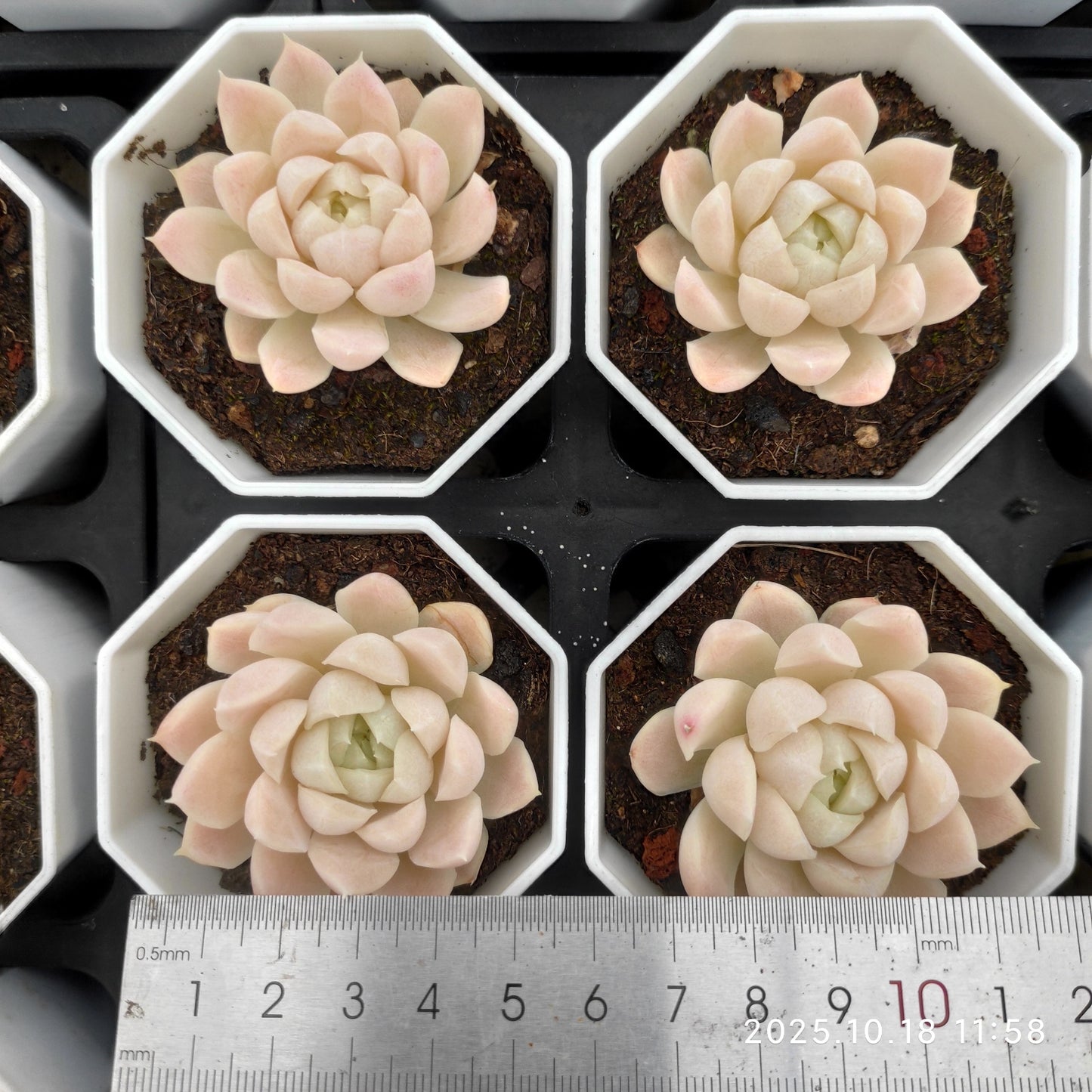 YBB107 Echeveria Hughmillus(7cm pot size)