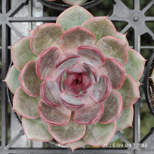 MMT848 Echeveria Cheese Blueberry(9cm pot size)