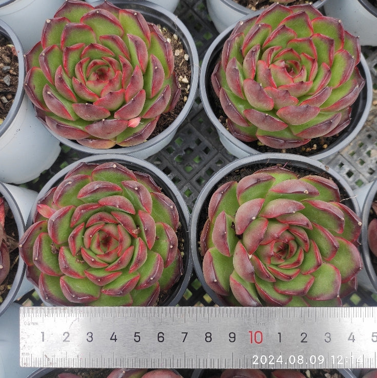 11862 Echeveria Red Moran (9cm pot size)