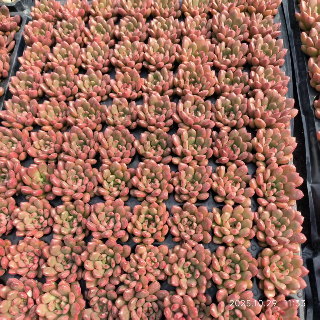 21707 Echeveria Pink Rubby (3cm pot size)