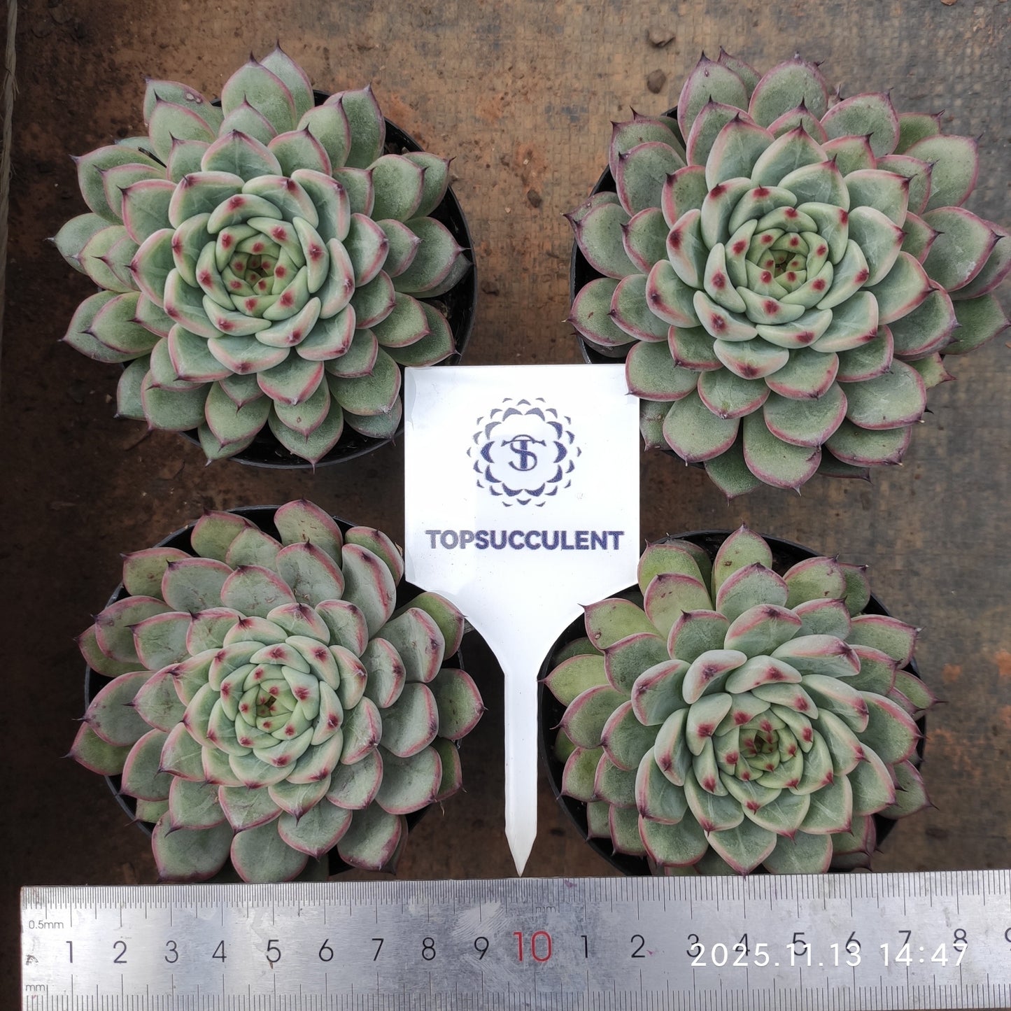 20052 Echeveria Spring (9cm pot size)