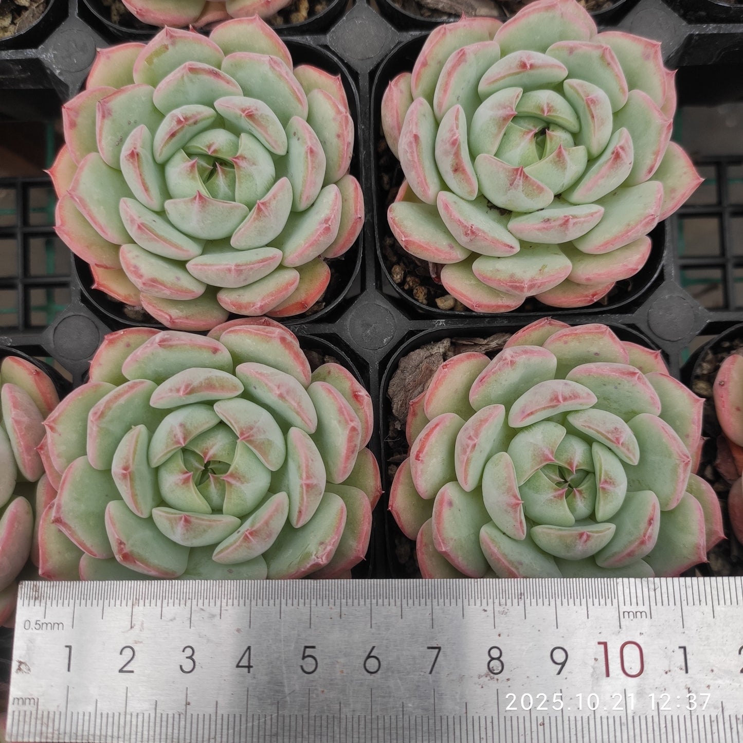 18802 Echeveria Zither Sea (6.3cm pot size)