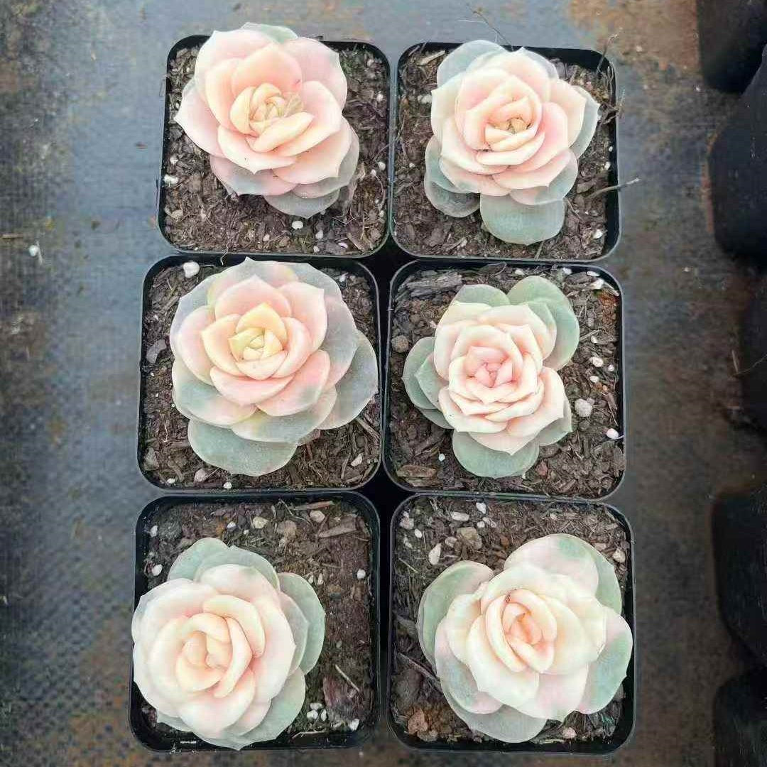 24458 Echeveria Lovely Rose (7cm pot size)