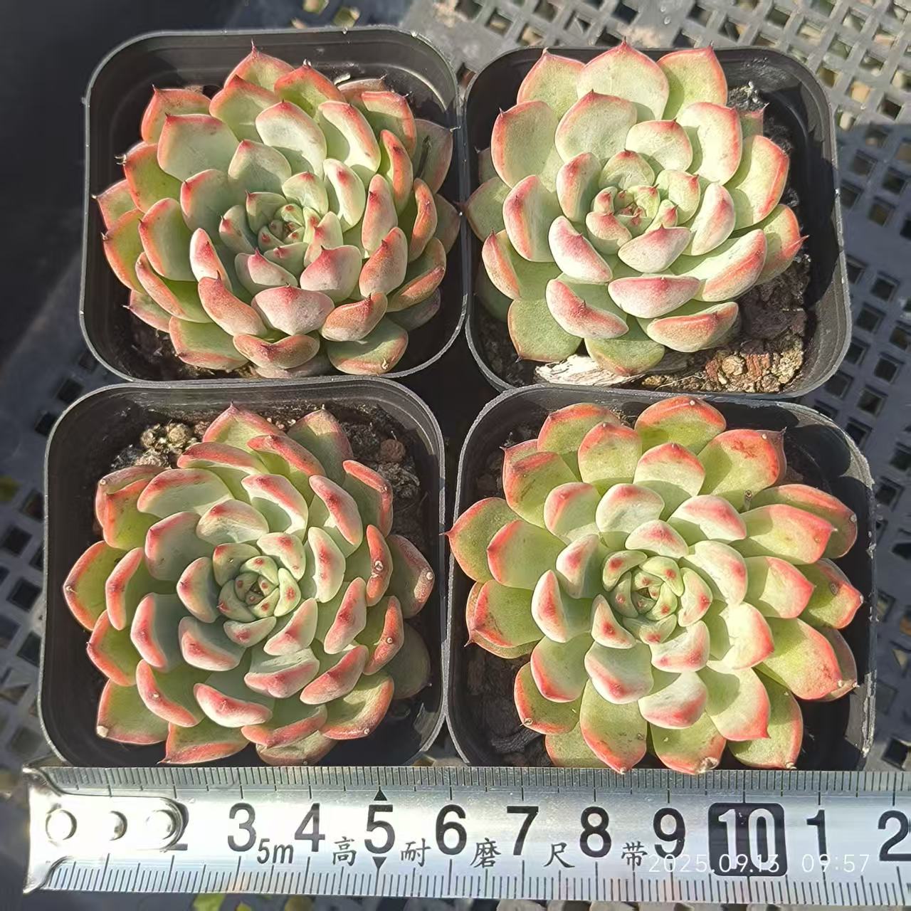 19754 Echeveria Starlight Jenny (6.5cm pot size)