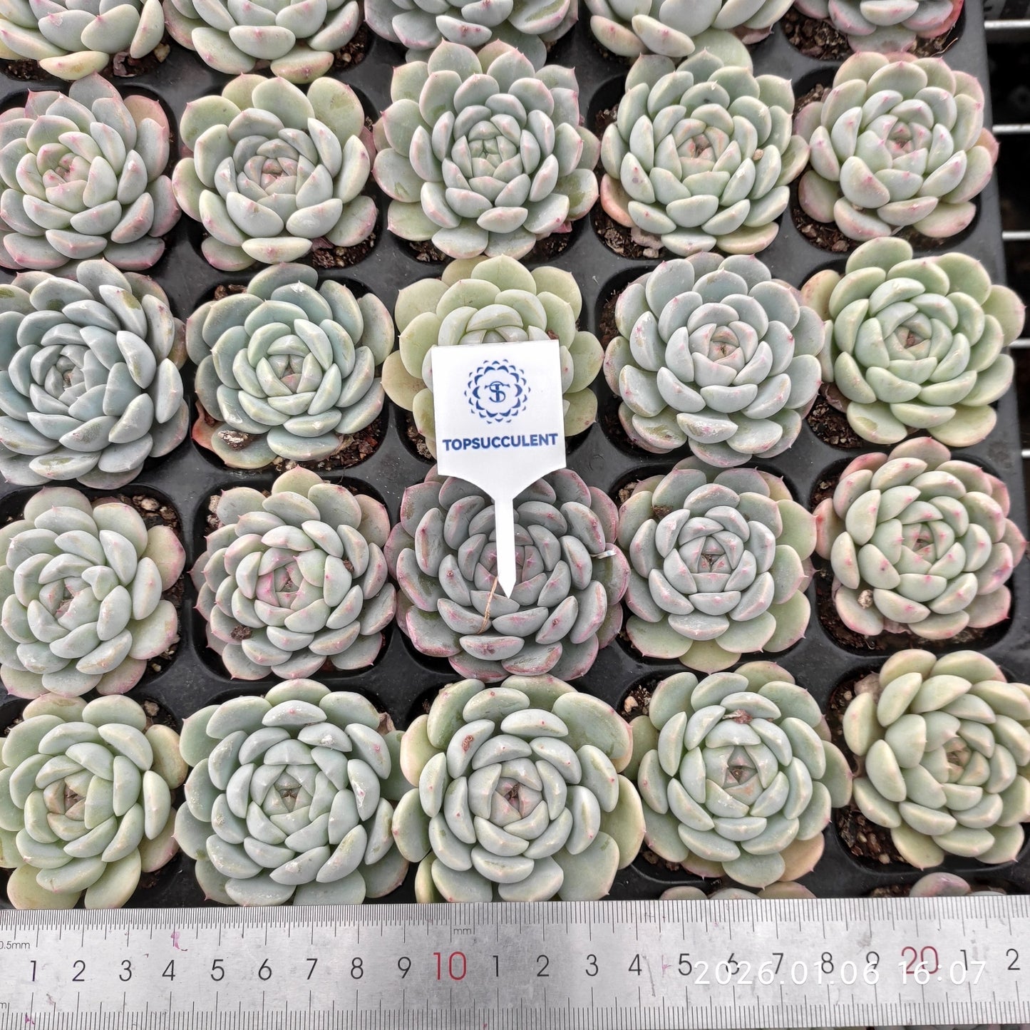 24419 Echeveria Fond Dream (5cm pot size)