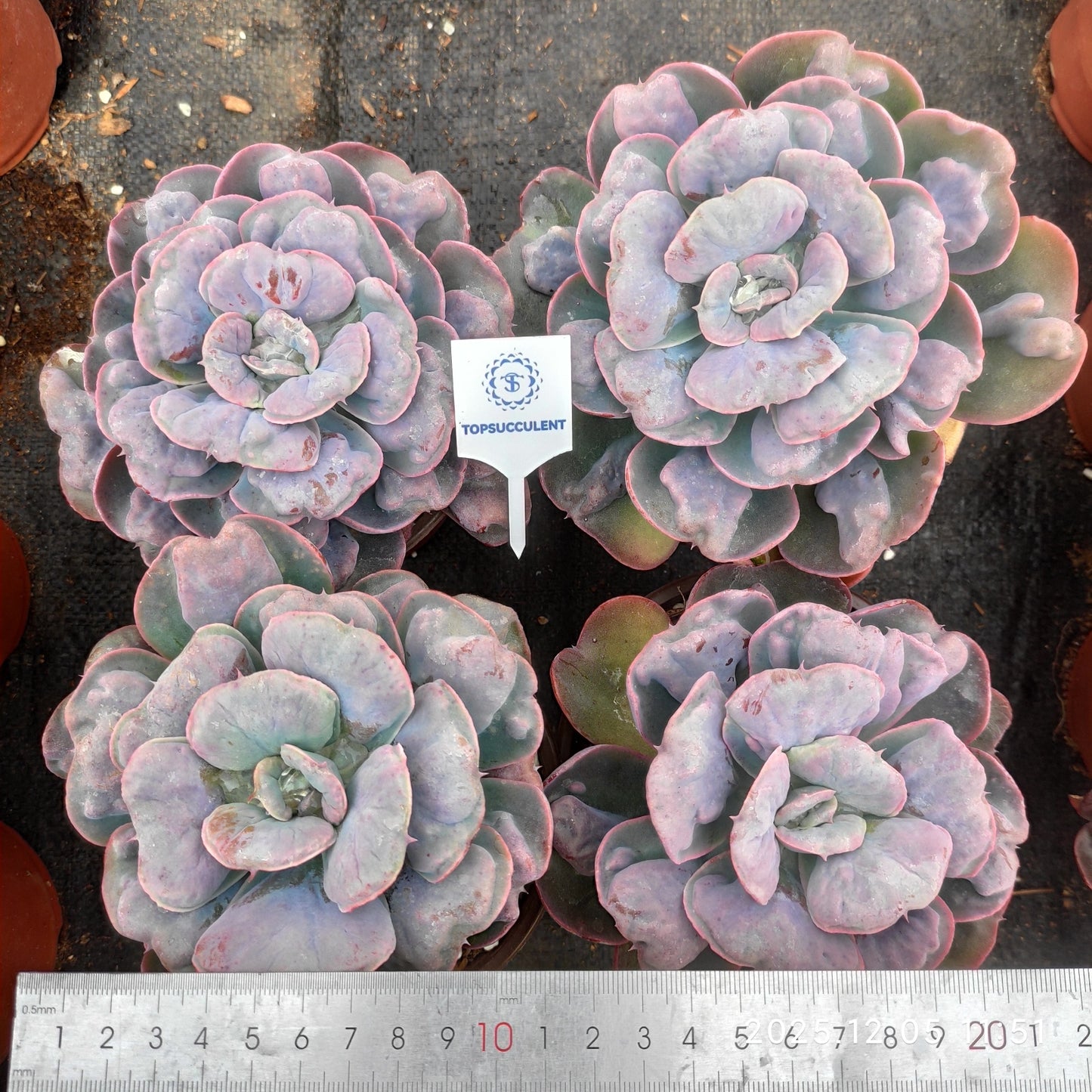 21676 Echeveria Heart Delight (12cm pot size)