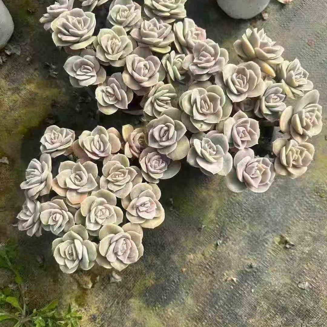 23658 Echeveria Lovely Rose (12cm pot size)