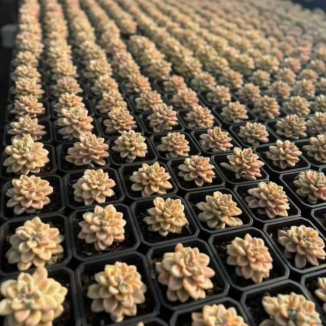 25048 Echeveria Ellen Variegated (9cm pot size)