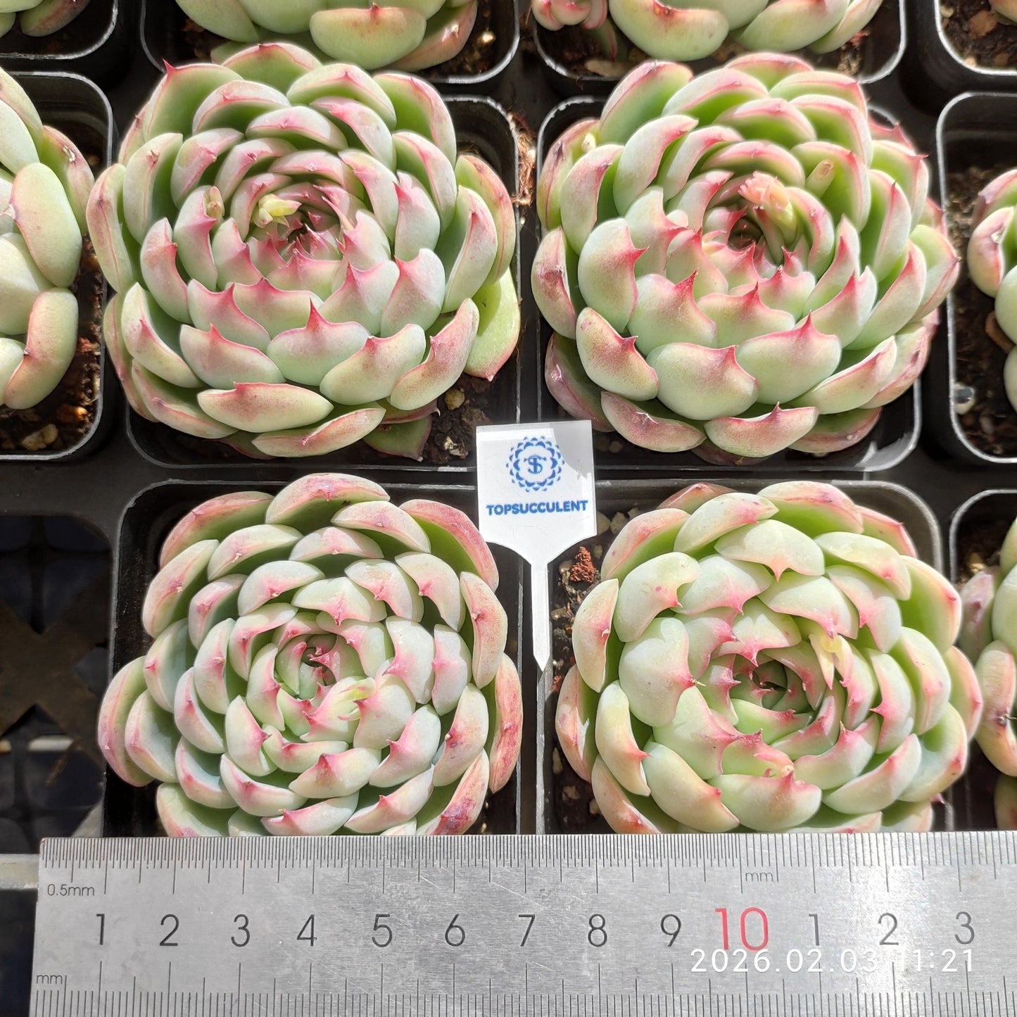 25613 Echeveria Enchanting Fairy (7cm pot size)