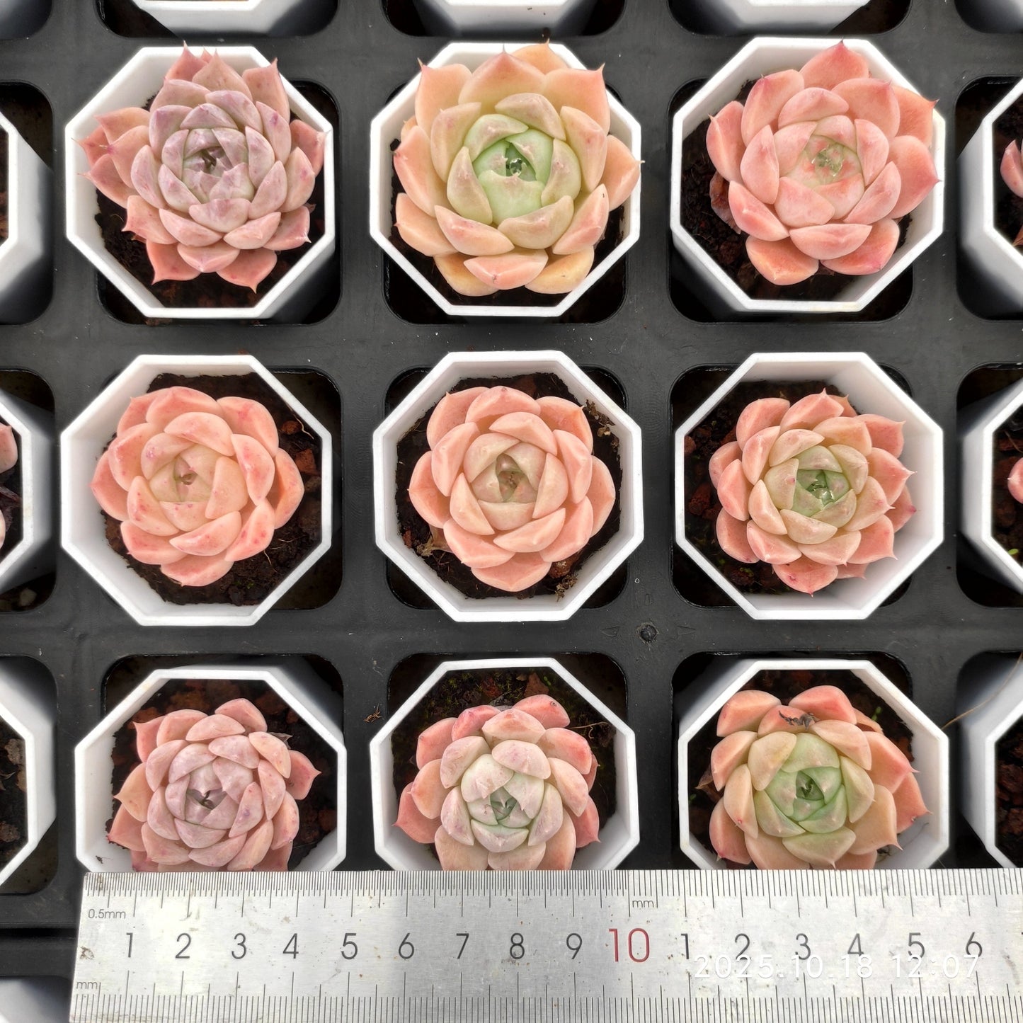 YBB265 Echeveria Helena Hyb(5.5cm pot size)