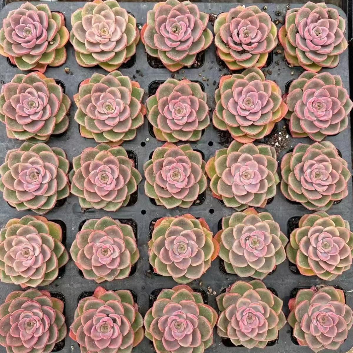 21982 Echeveria Fantasy Bell (7cm pot size)