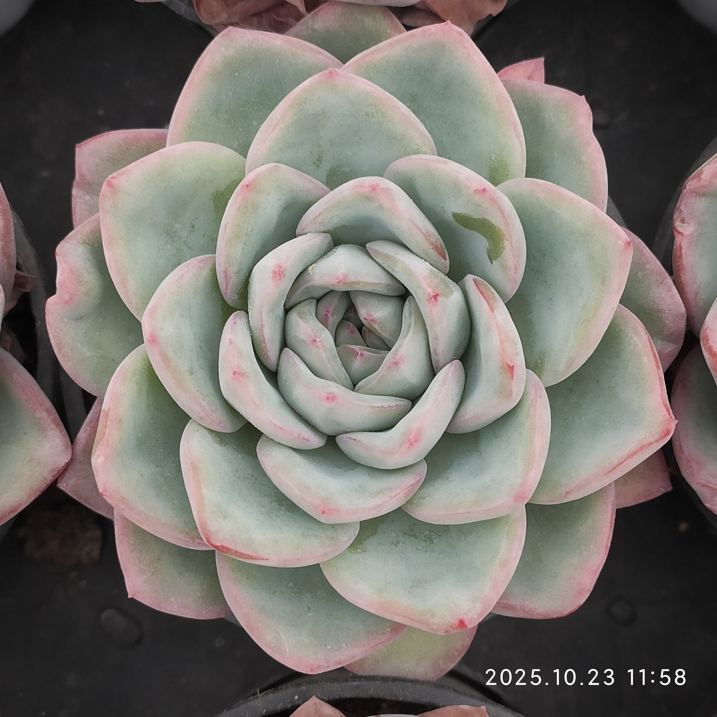 LXX001 Echeveria Amabille(9cm pot size)