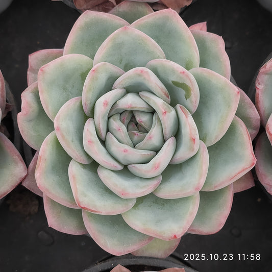 LXX001 Echeveria Amabille(9cm pot size)
