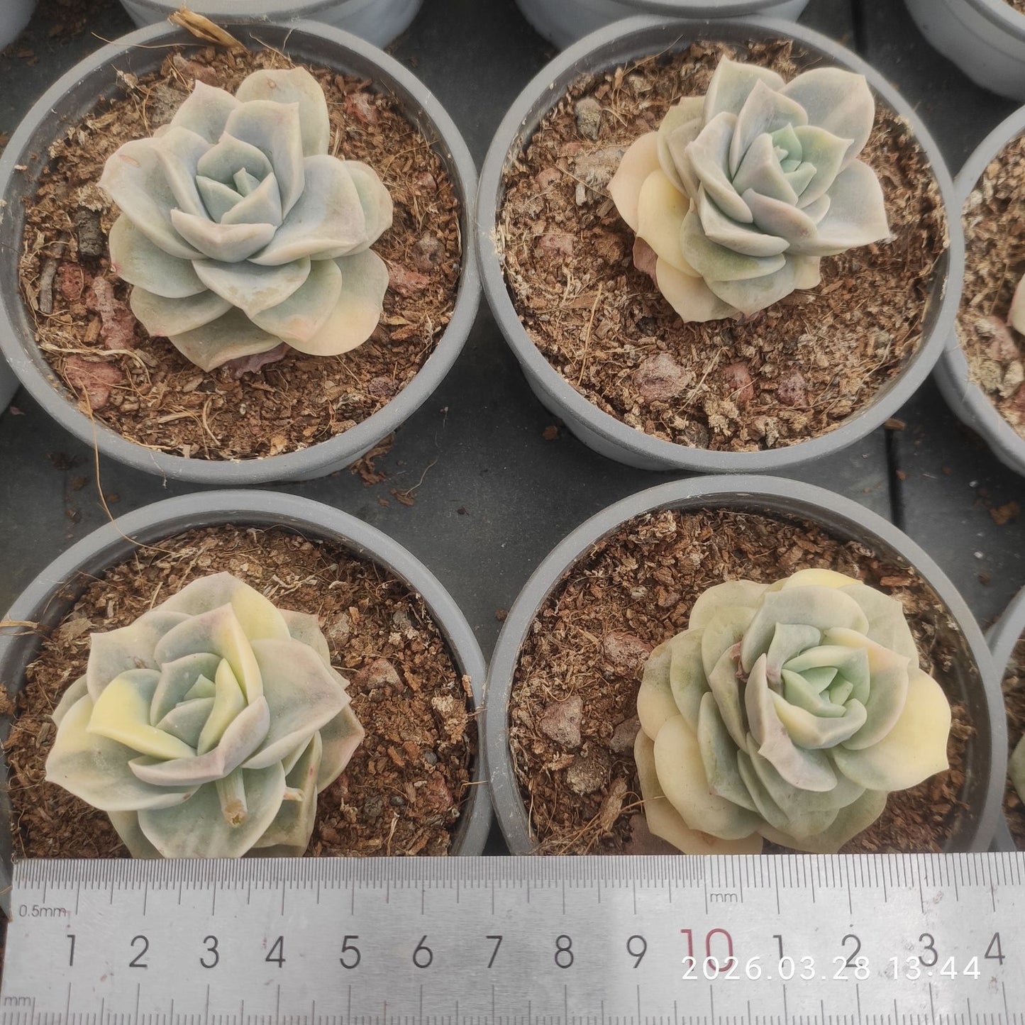 360880 Echeveria Lovely Rose Variegated (9cm pot size)