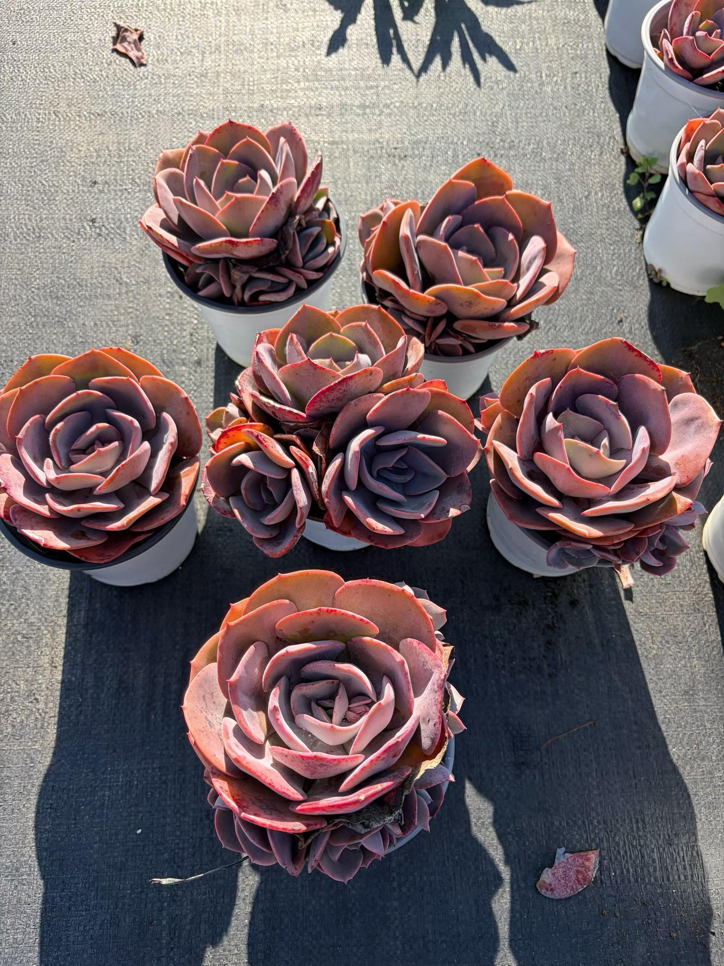362231 Echeveria Dust Rose (11cm pot size)