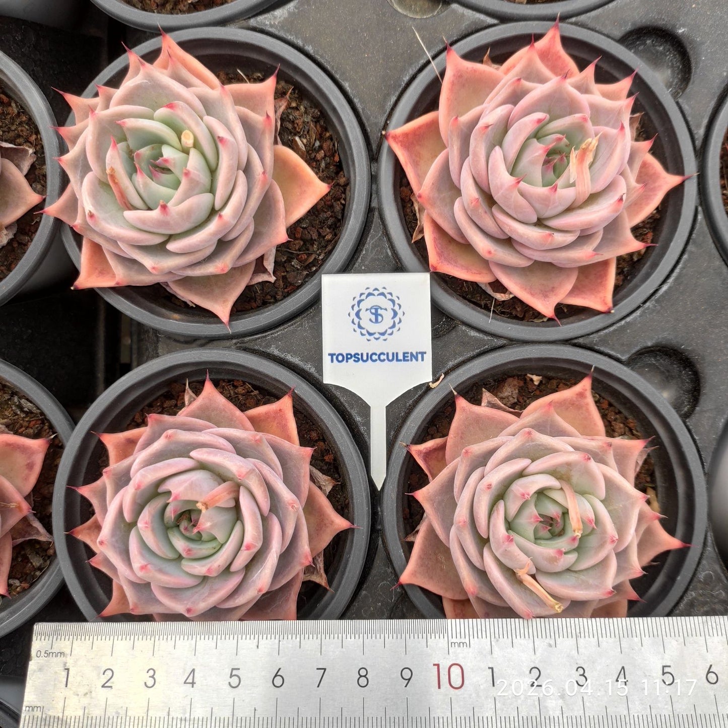 361553 Echeveria Pikachu (9cm pot size)