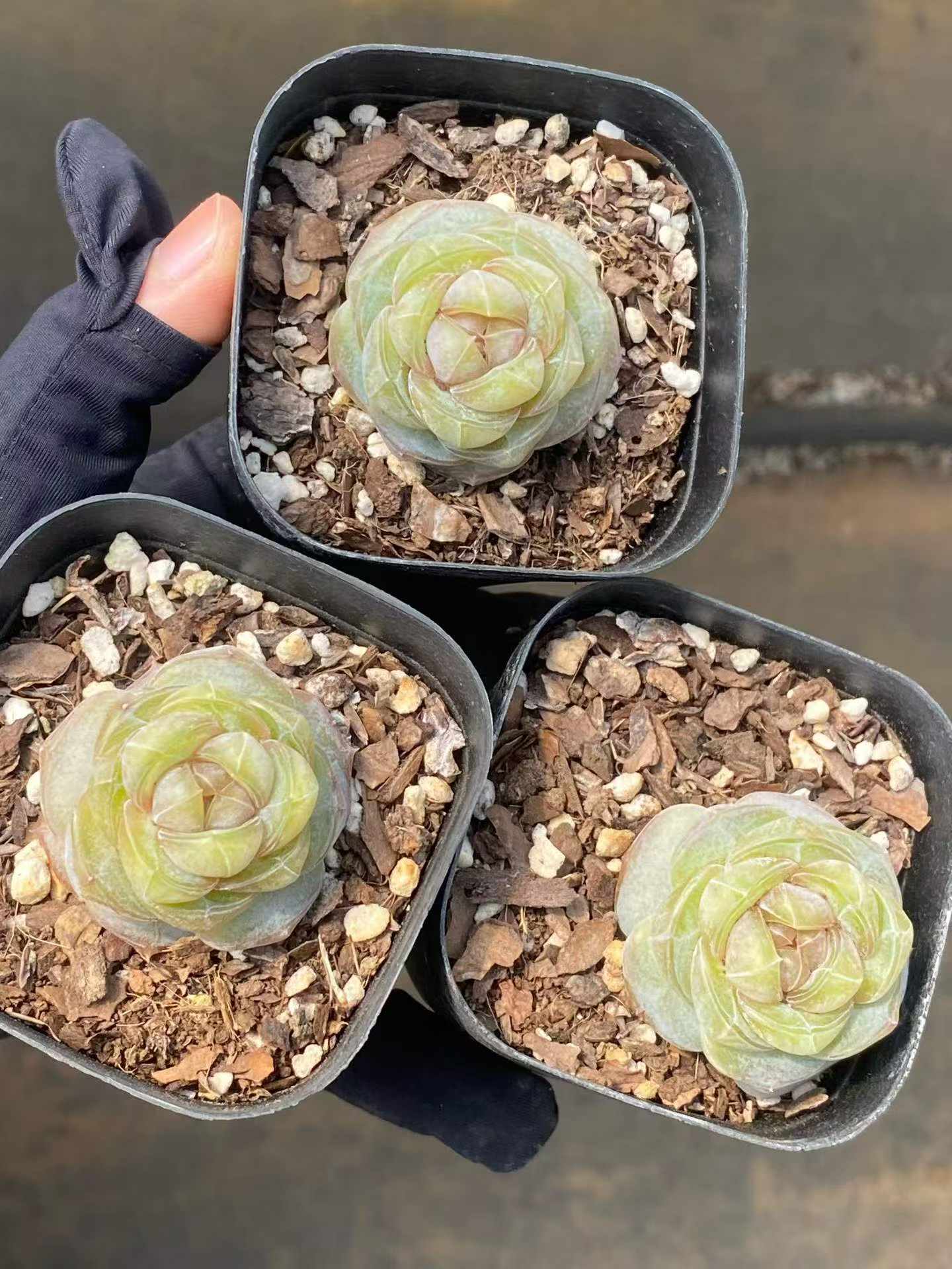 361715 Echeveria Clear Amber (6.3cm pot size)