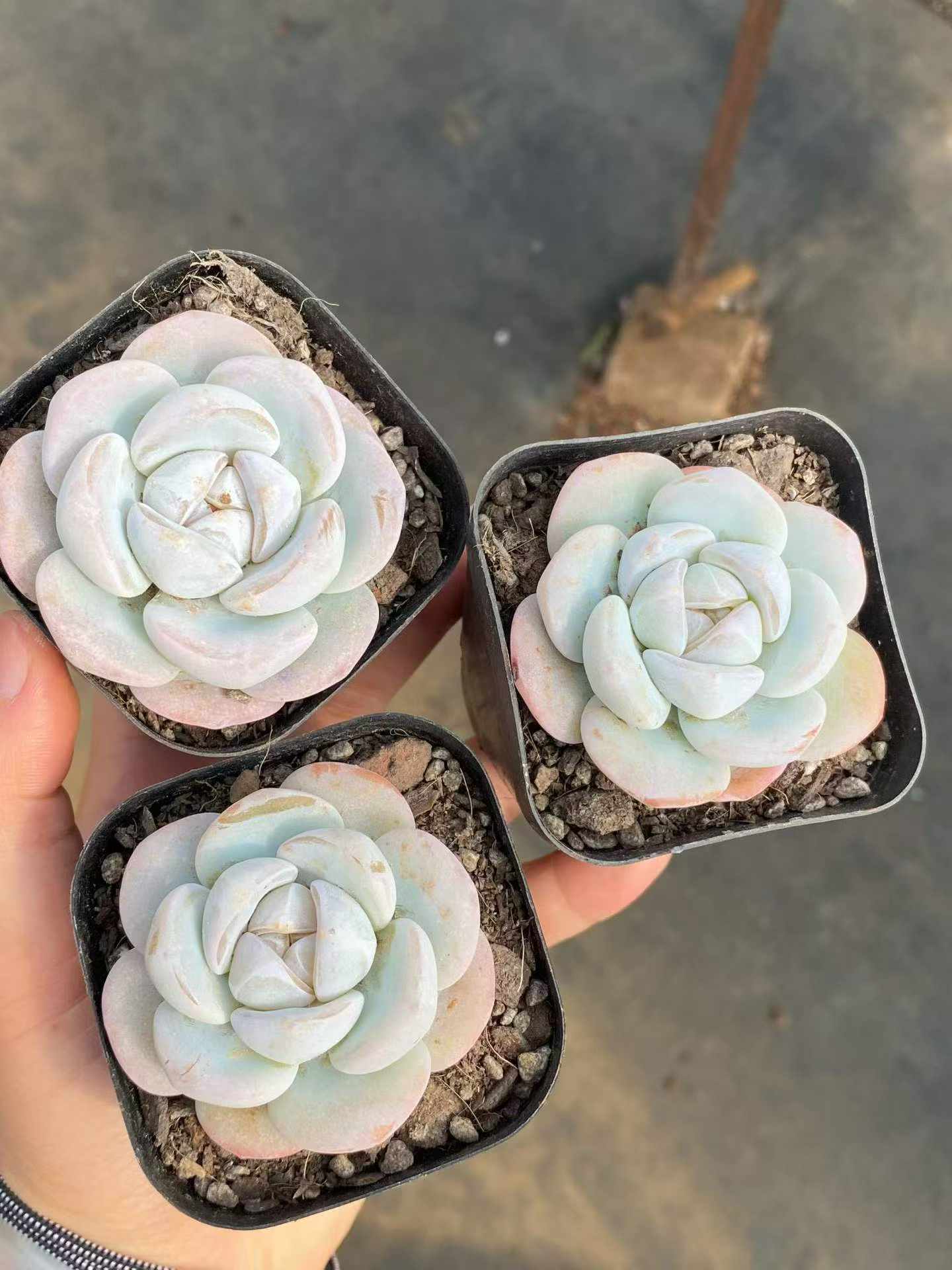 361742 Echeveria Snow Porcelain (6.3cm pot size)