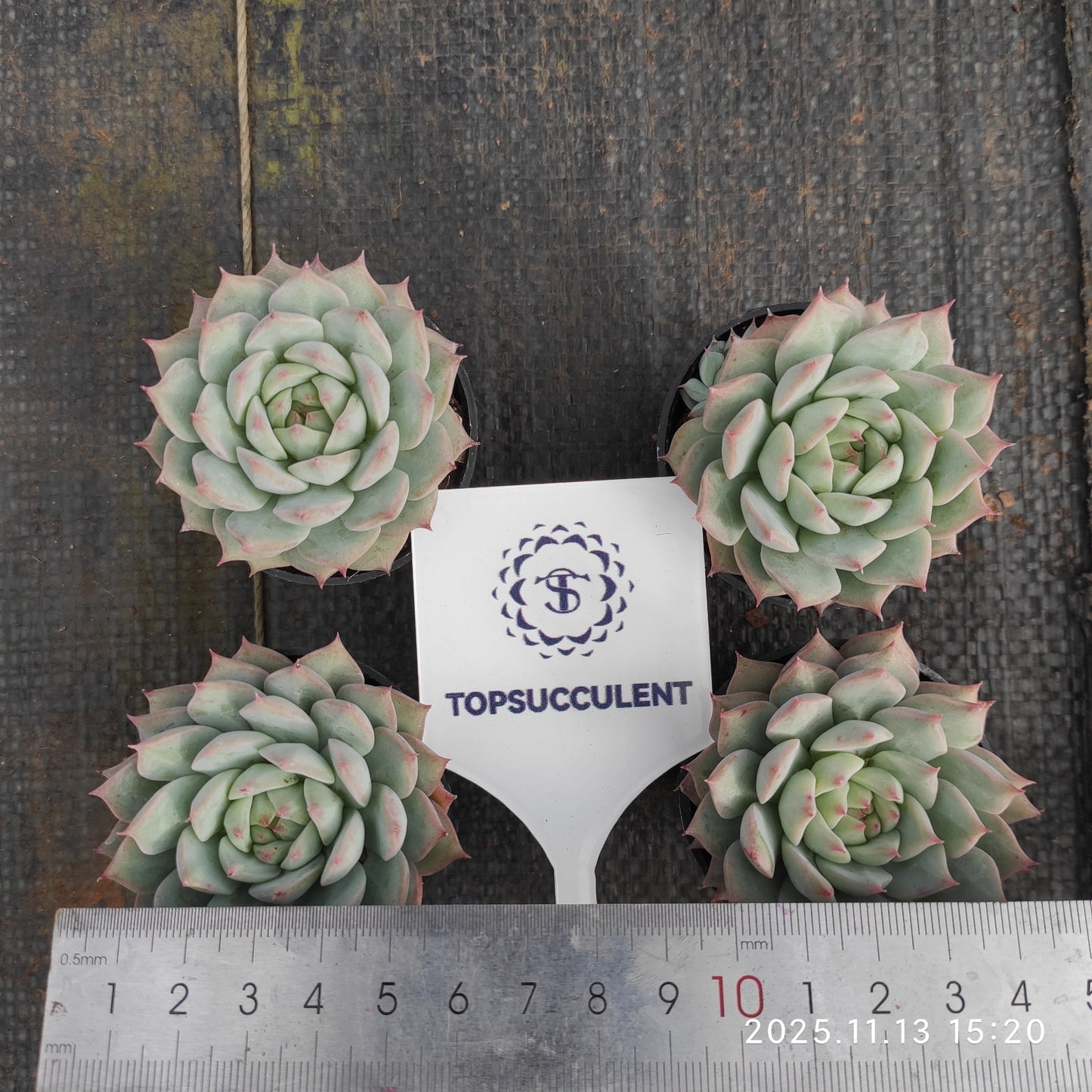 0120 Echeveria Tippy (5.5cm pot size)