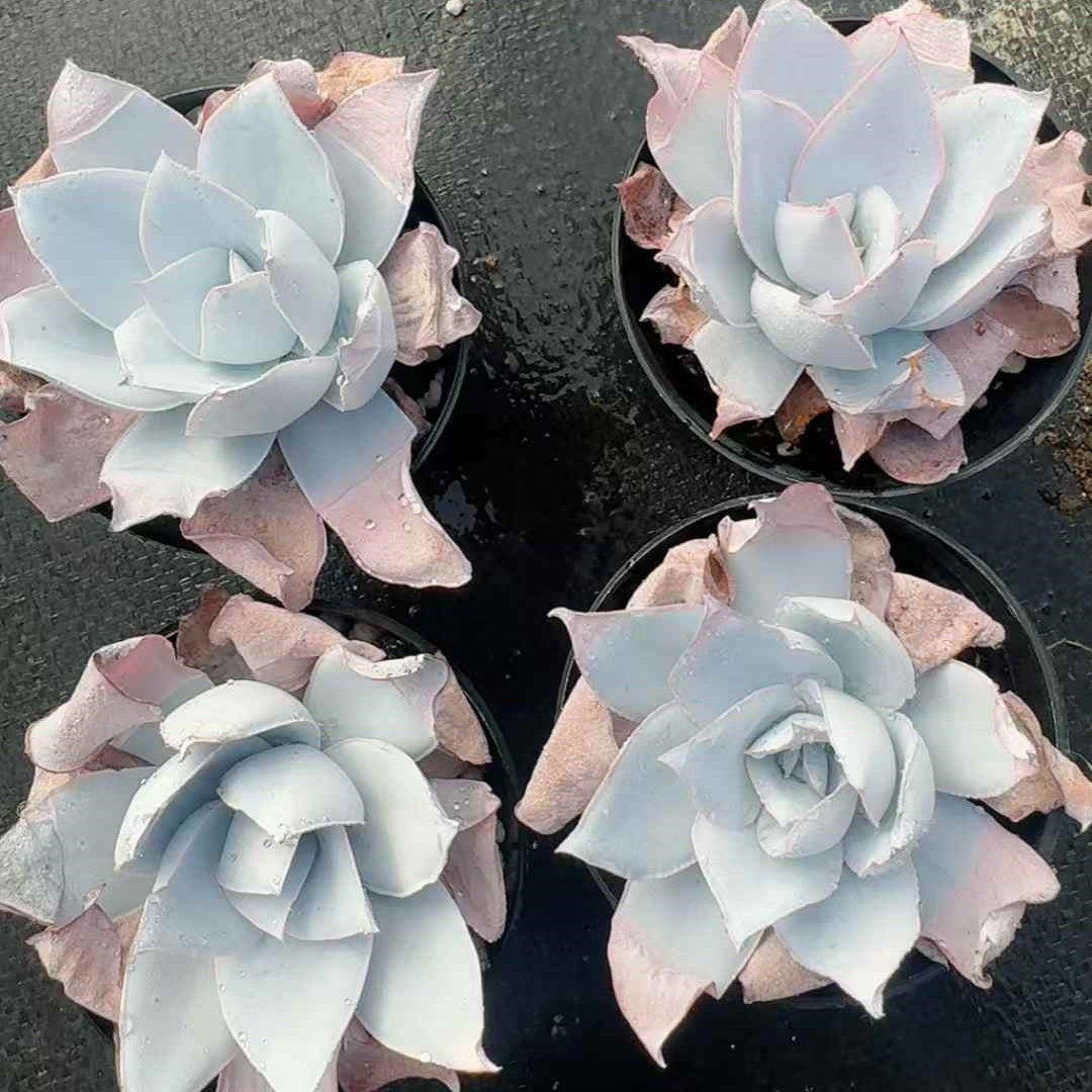 24854 Echeveria Cante (9cm pot size)