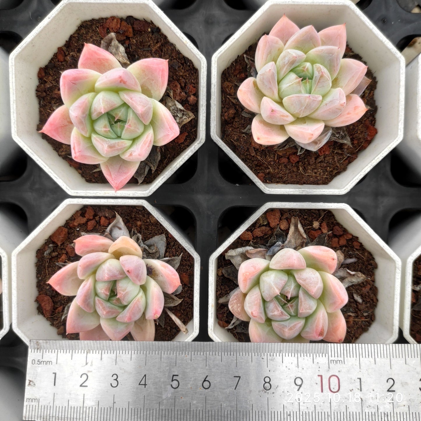 YBB064 Echeveria Subrim(7cm pot size)