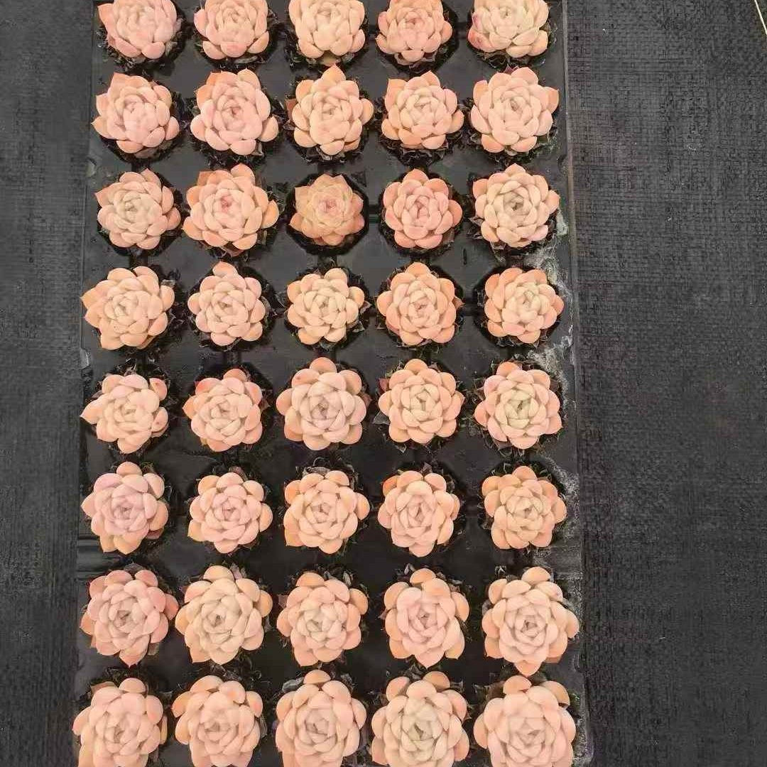 24587 Echeveria Suryeon (5cm pot size)