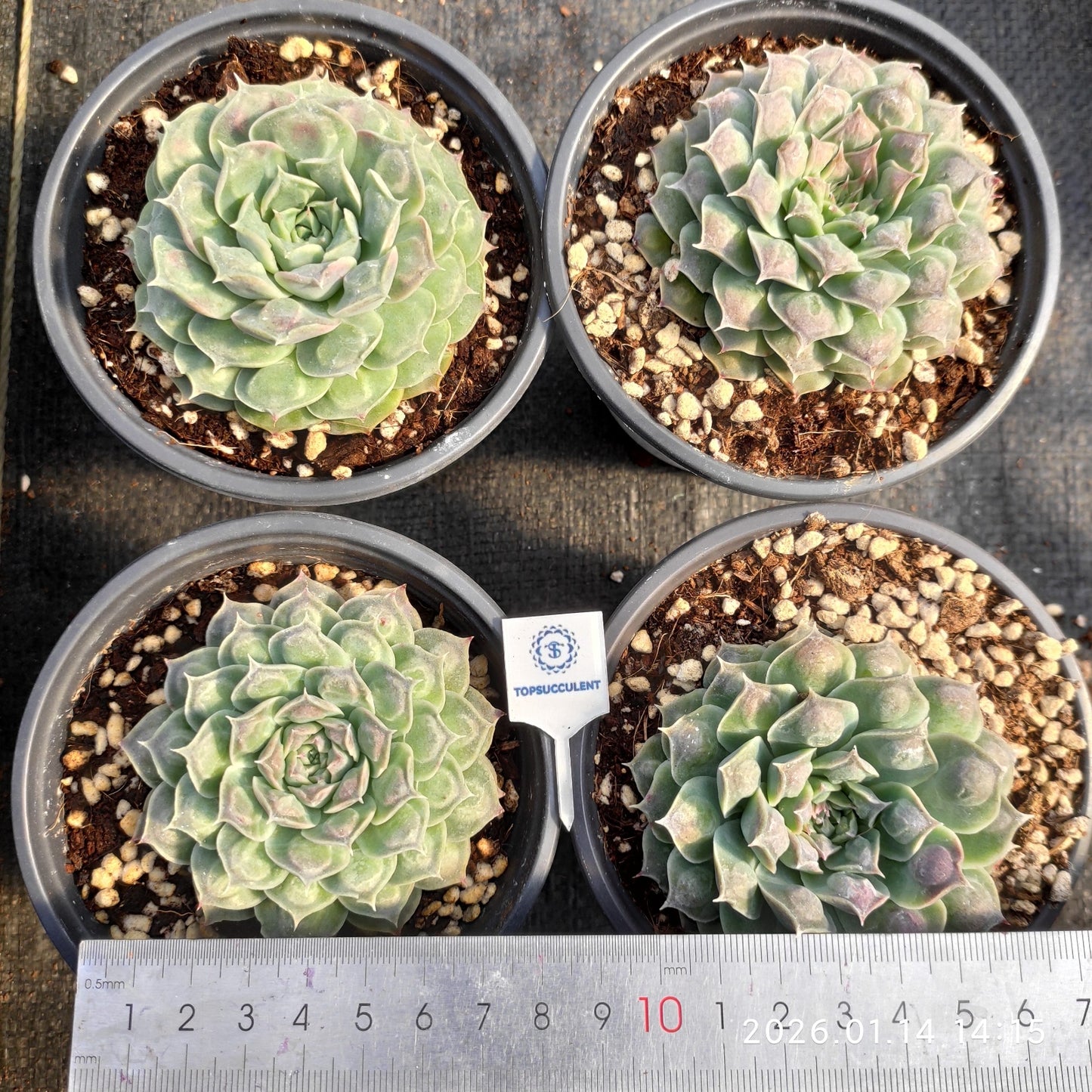 24728 Echeveria Gilo Drops (11cm pot size)