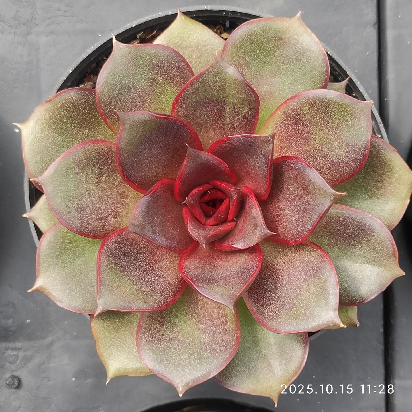ZZA345 Echeveria Blaze Rose(9cm pot size)