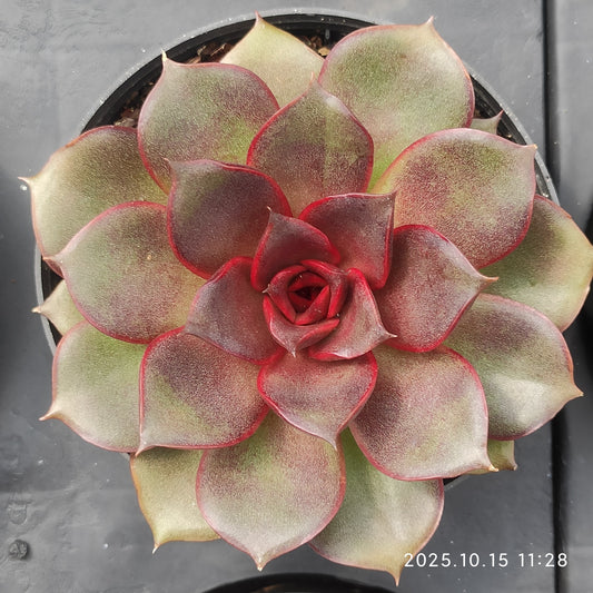 ZZA345 Echeveria Blaze Rose(9cm pot size)