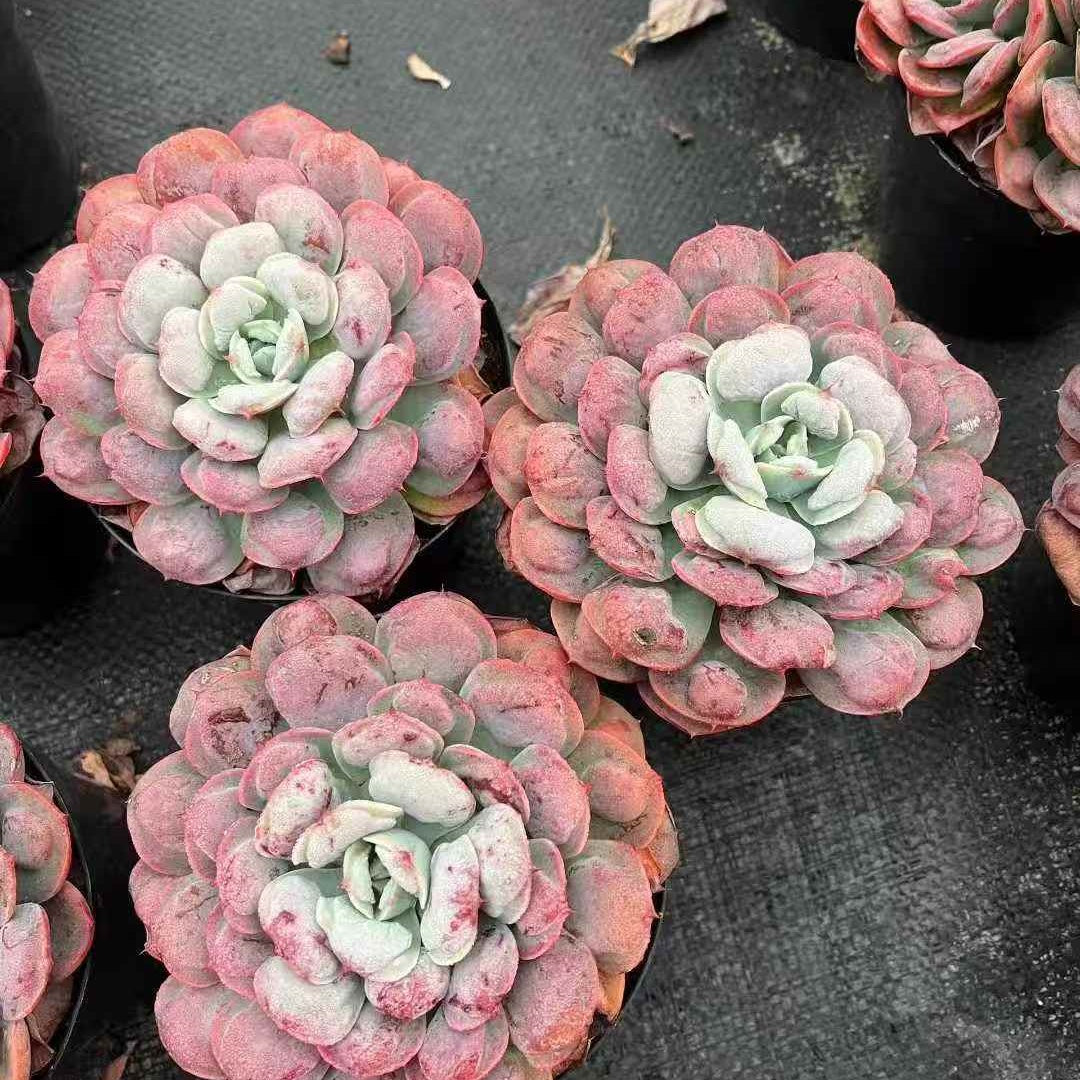 23919 Echeveria Rain Drops (12cm pot size)