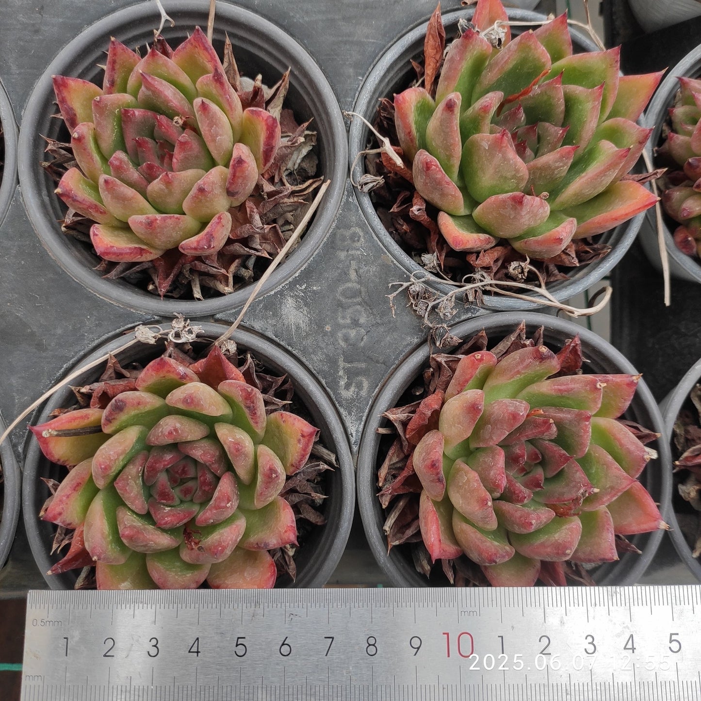 6804 Echeveria Lip Stick (9cm pot size)
