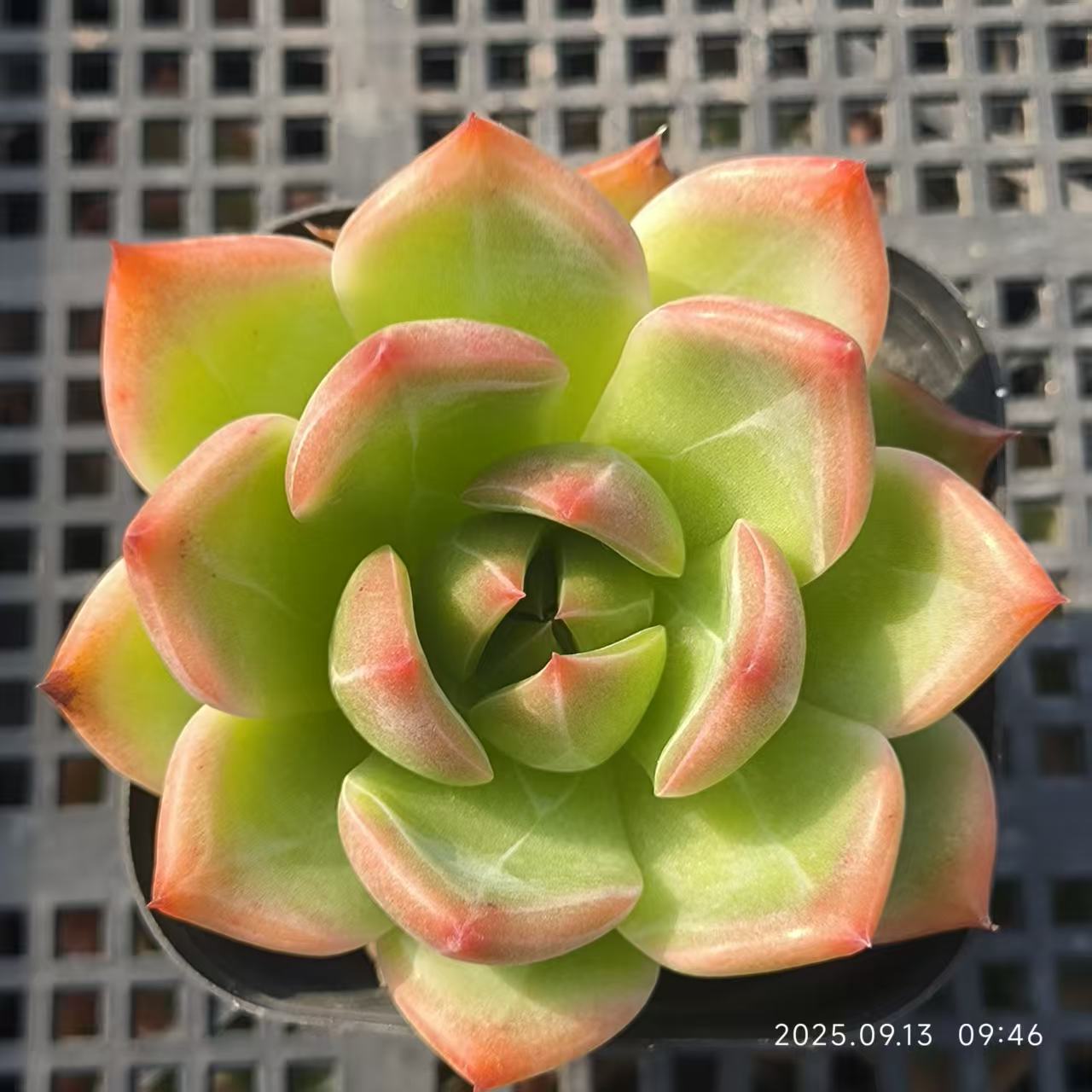 GR340 Echeveria Blue Dragon Hyb(6.5cm pot size)