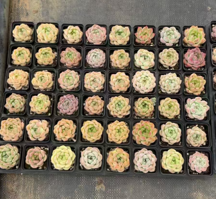 ZH034 Echeveria Suryeon x Maria(5cm pot size)