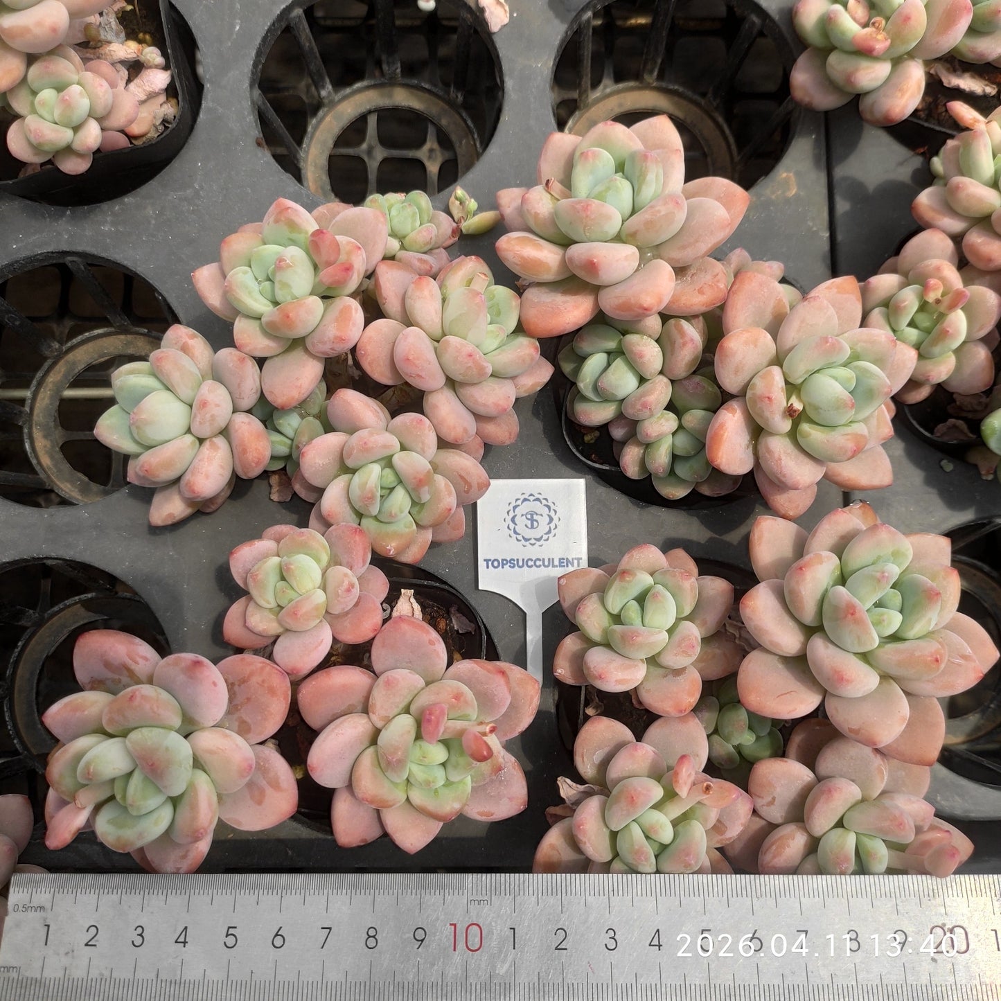 25644 Echeveria Legend (6.5cm pot size)