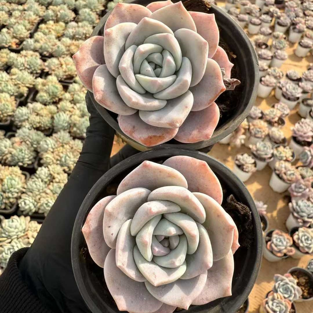 12225 Echeveria Sakura Snow (9cm pot size)