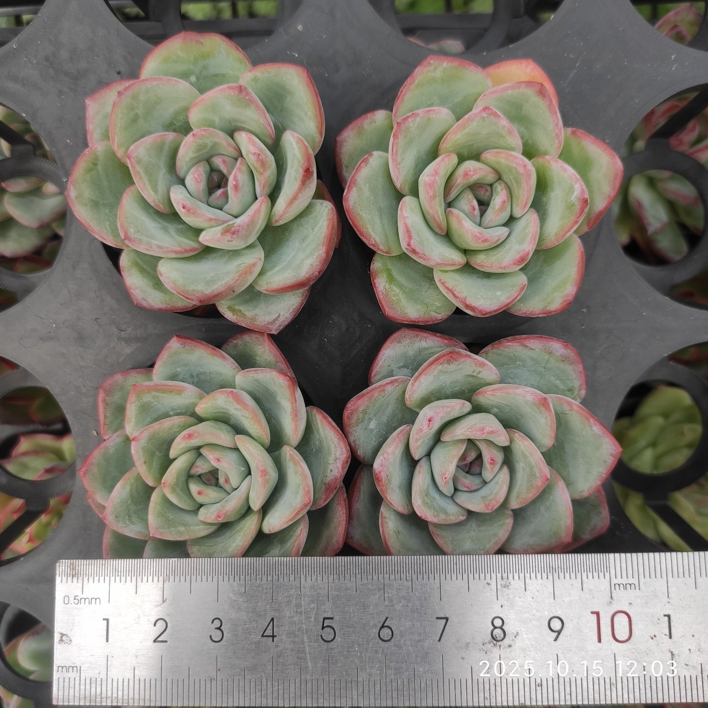 15728 Echeveria Amabille (5.5cm pot size)