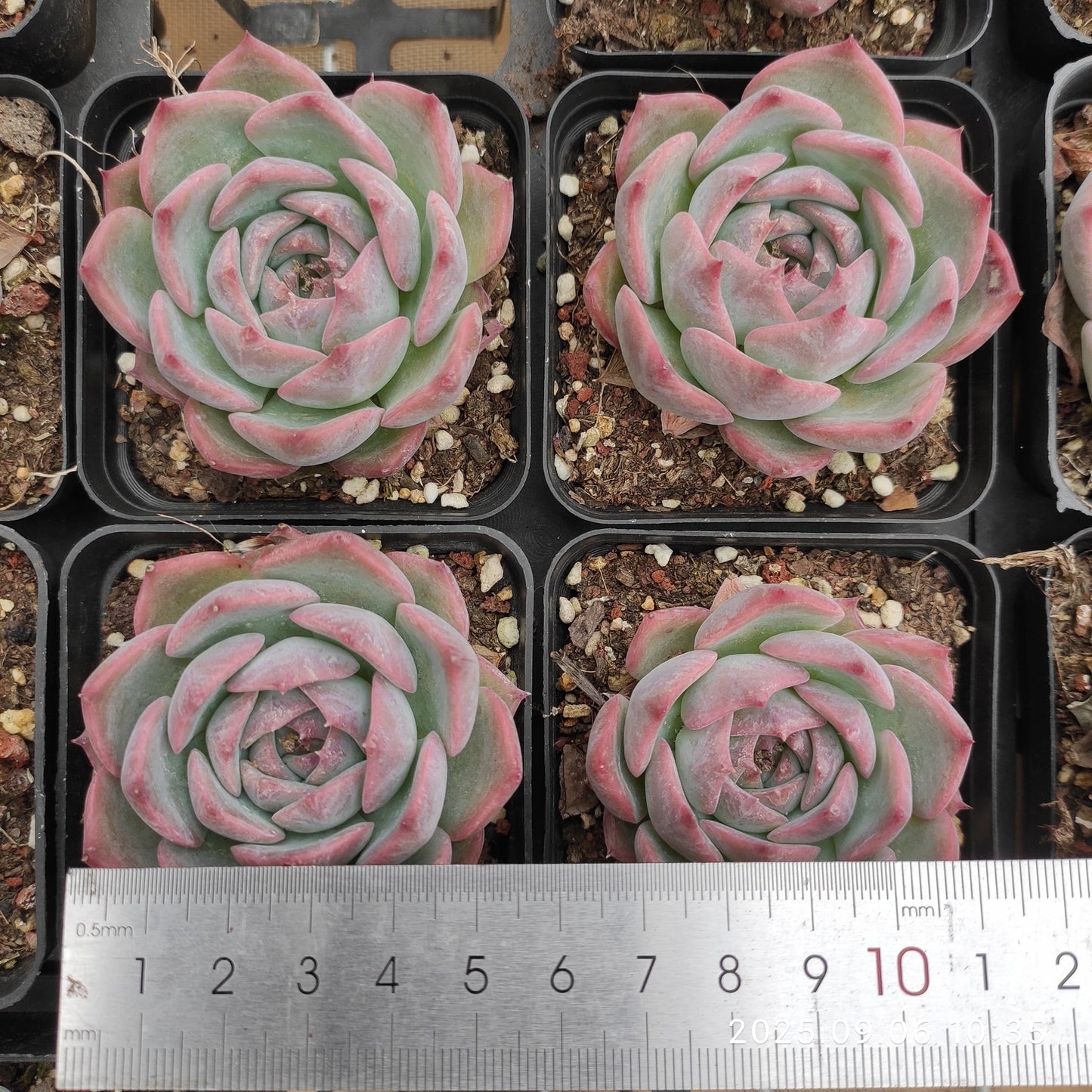 RC143 Echeveria Pikachu(7cm pot size)