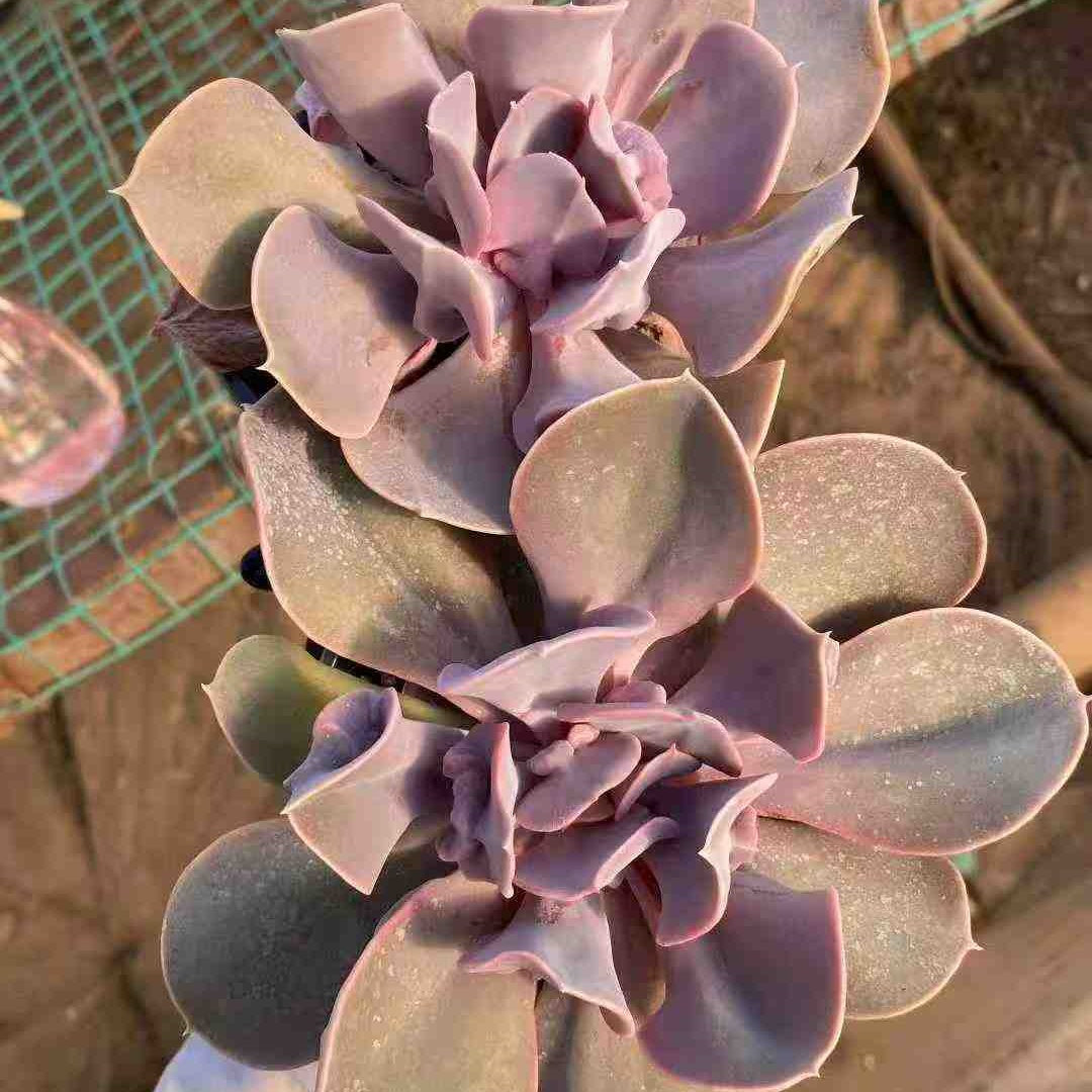 21920 Echeveria Love Pearl (9cm pot size)