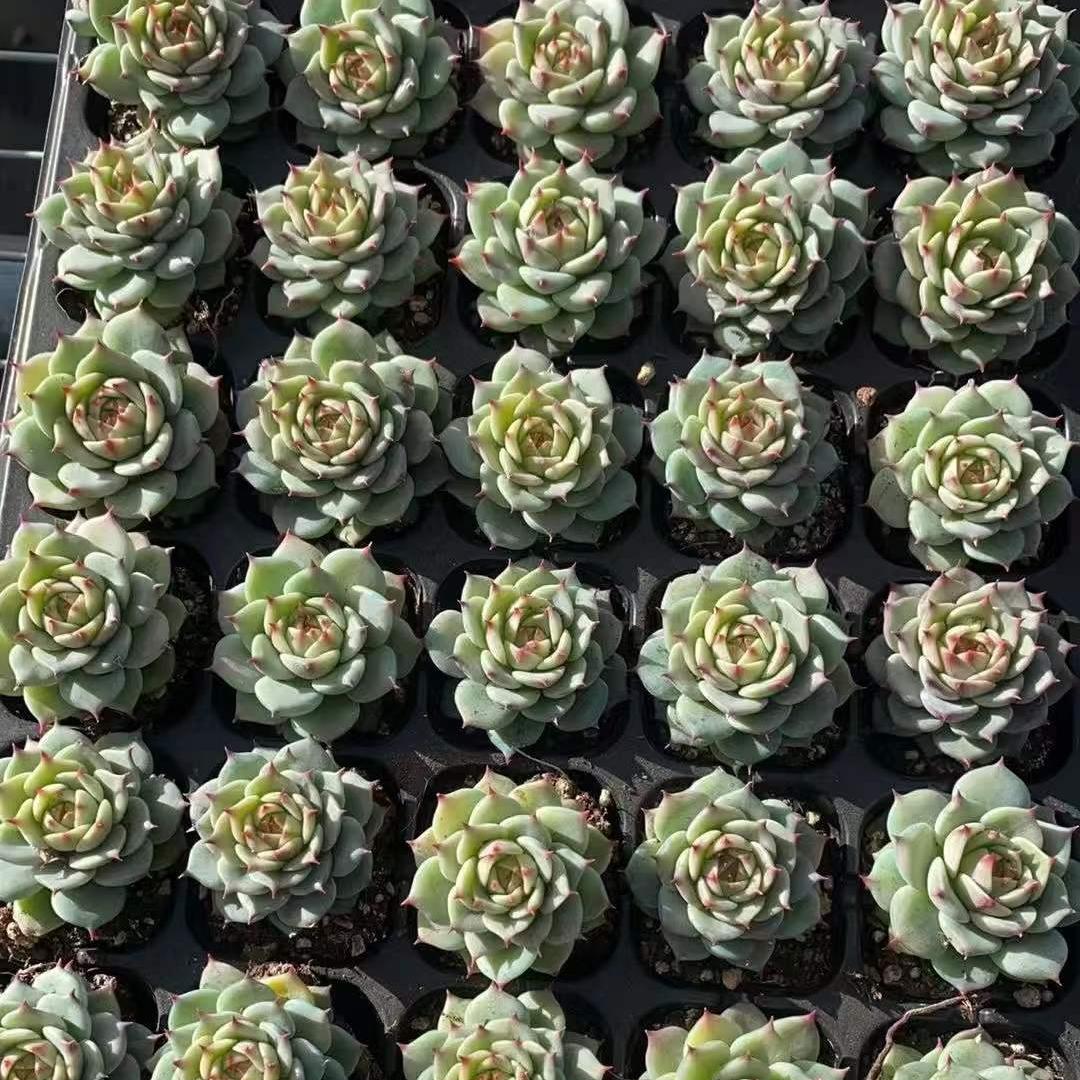 25200 Echeveria Blue Eyes (5cm pot size)