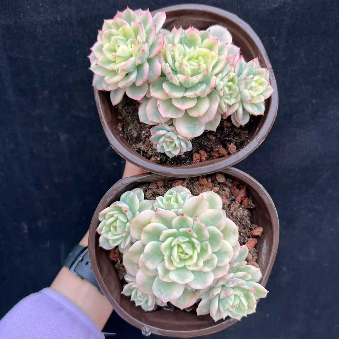 22547 Echeveria Victor Variegated (12cm pot size)