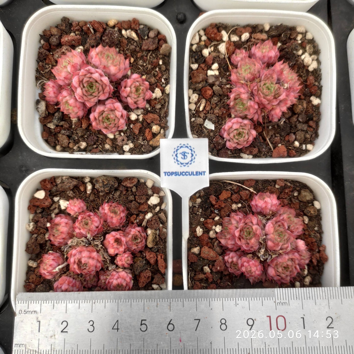 16596 Echeveria Cranberry (7cm pot size)