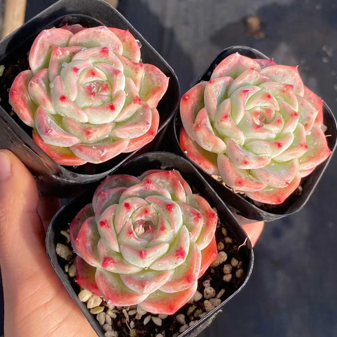 18222 Echeveria White Luck (6.3cm pot size)