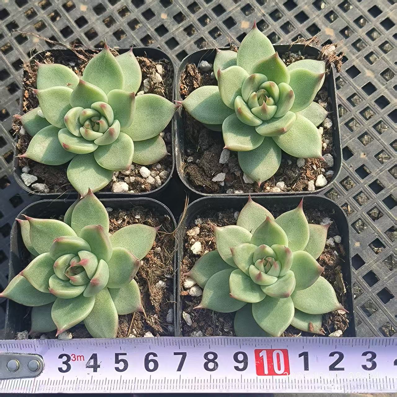 LYC152 Echeveria Tuscany(6.5cm pot size)