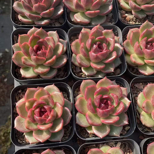 25775 Echeveria Ebony Plum (7cm pot size)