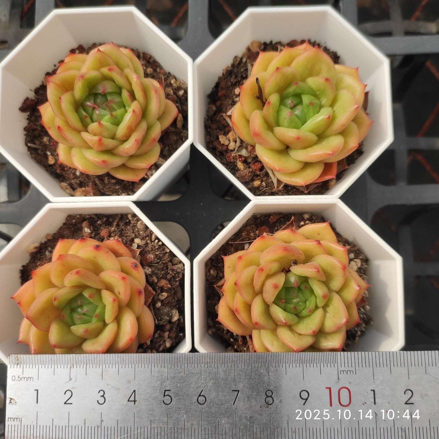 11702 Echeveria Snow Bird (7cm pot size)