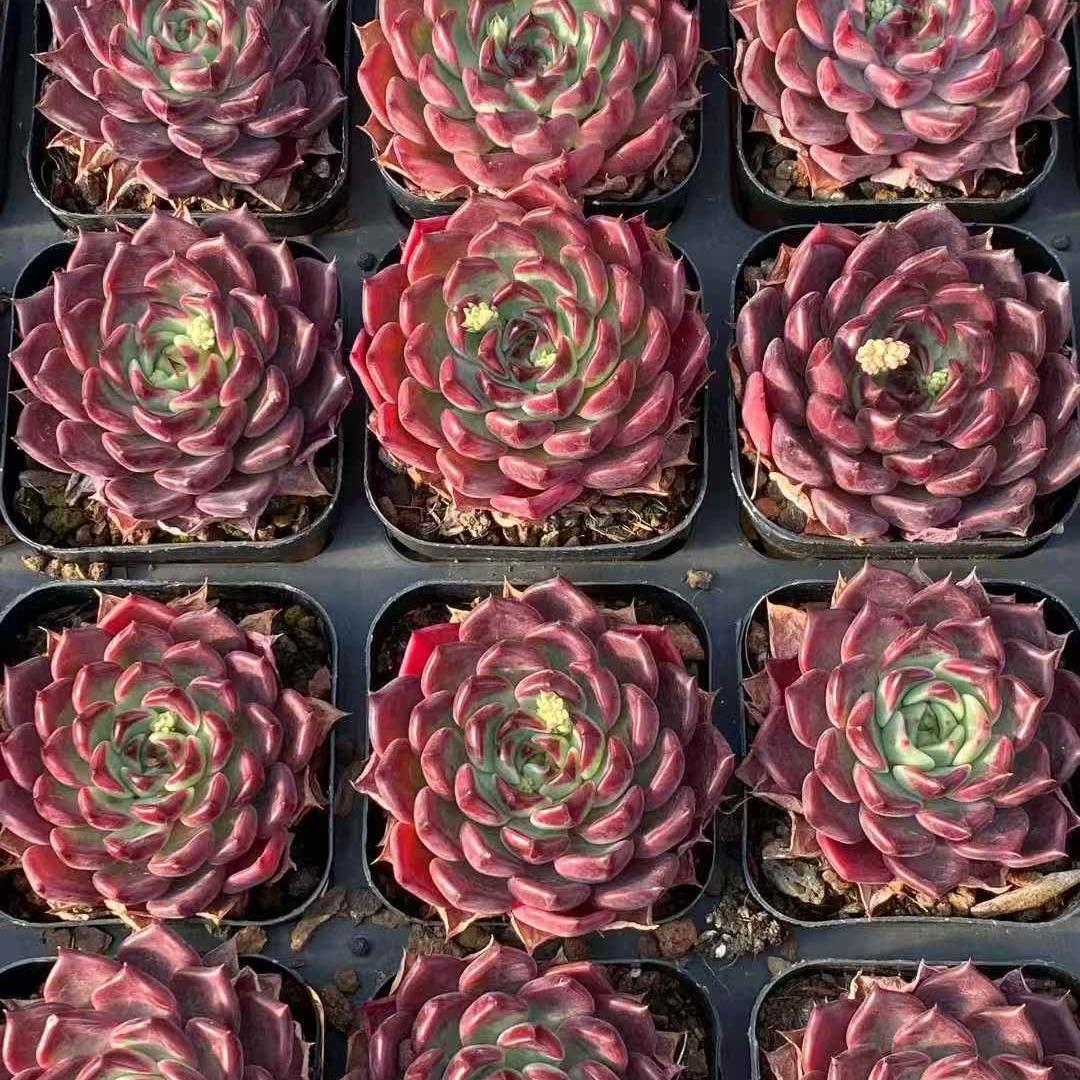 23545 Echeveria Black Night (6.5cm pot size)