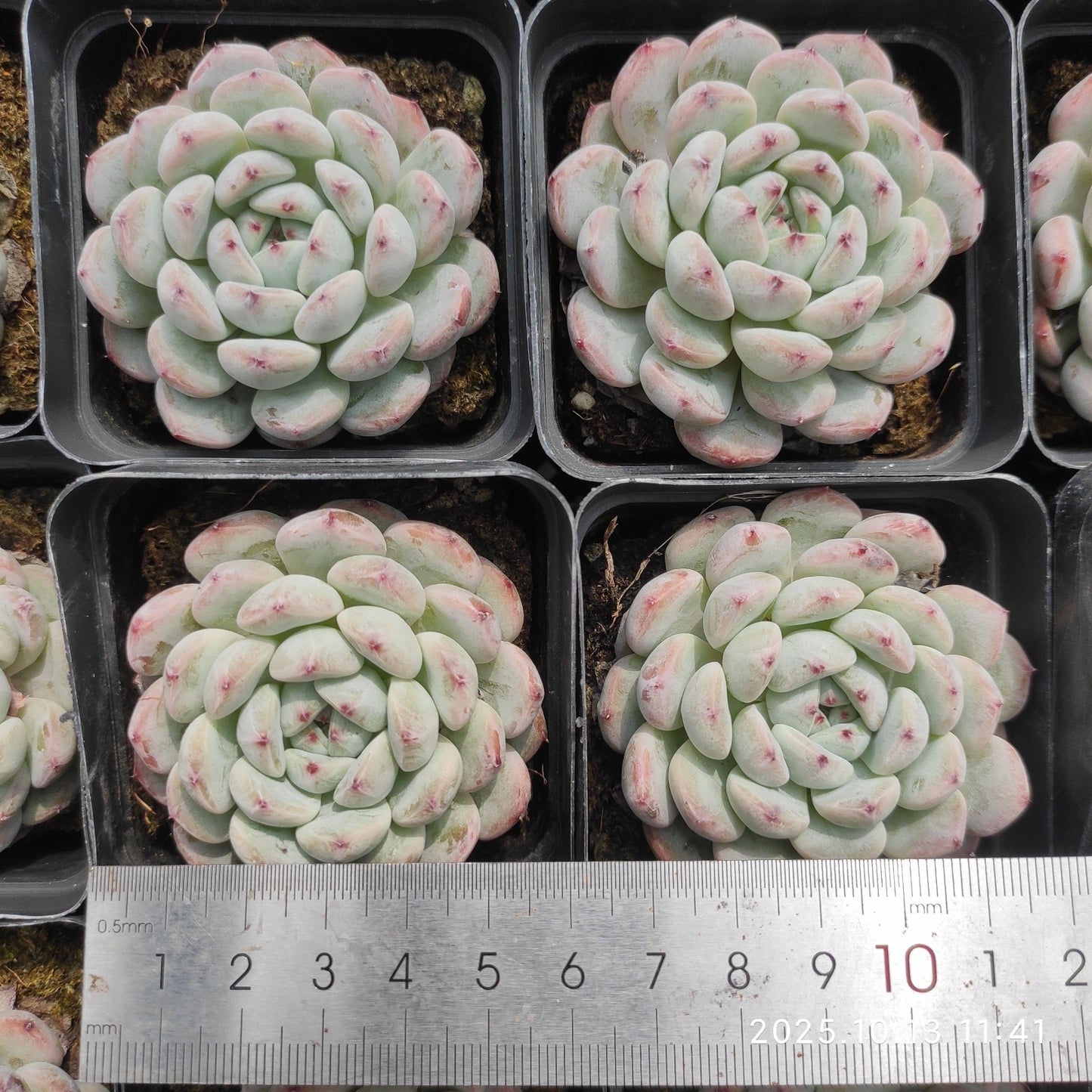 12790 Echeveria Beyonte (6.5cm pot size)