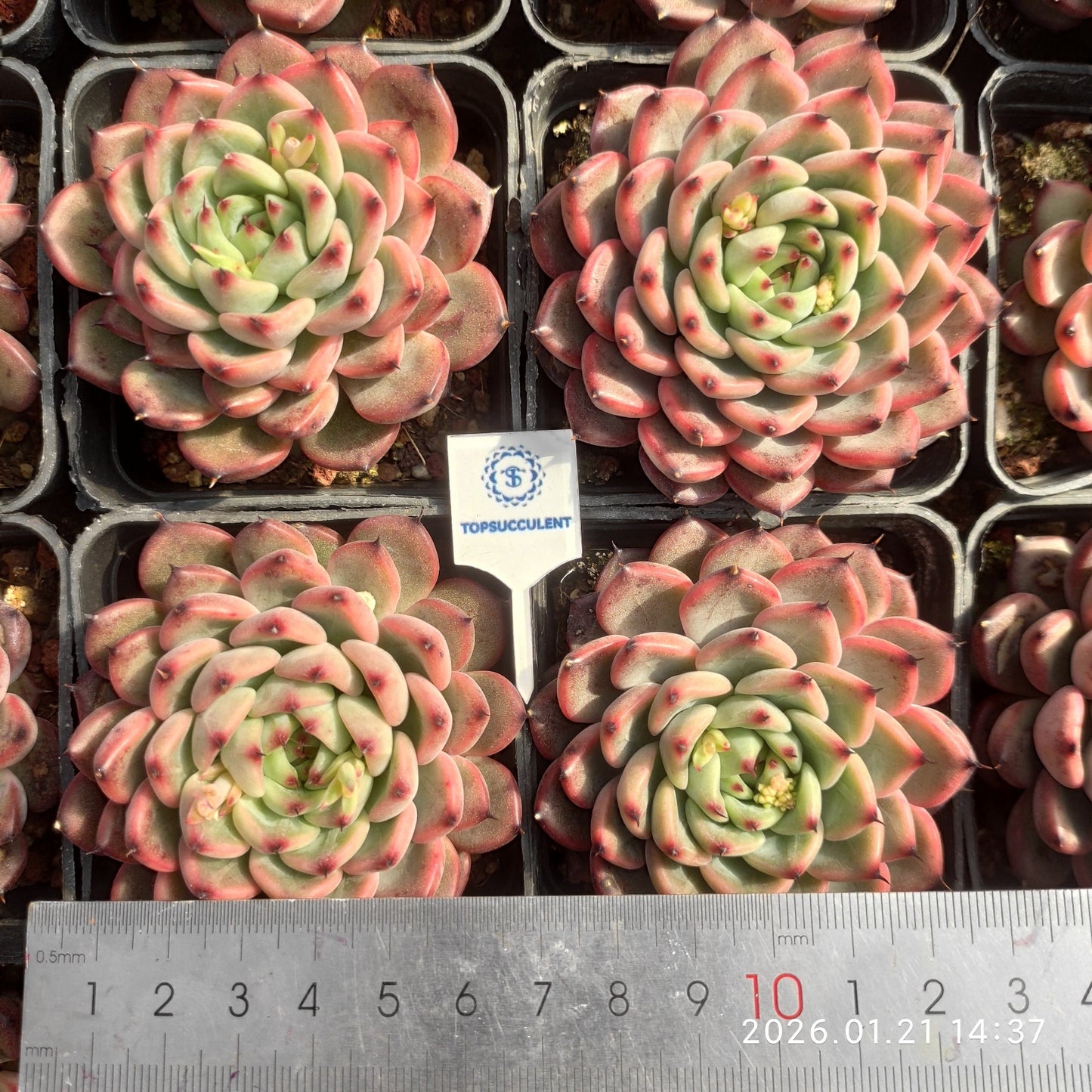 7248 Echeveria Starlight Jenny (7cm pot size)