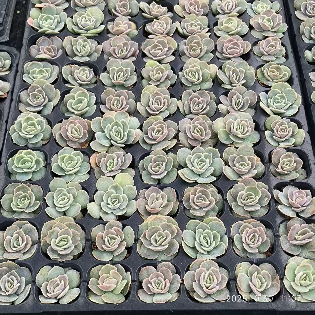 21833 Echeveria Blue Surprise (3cm pot size)