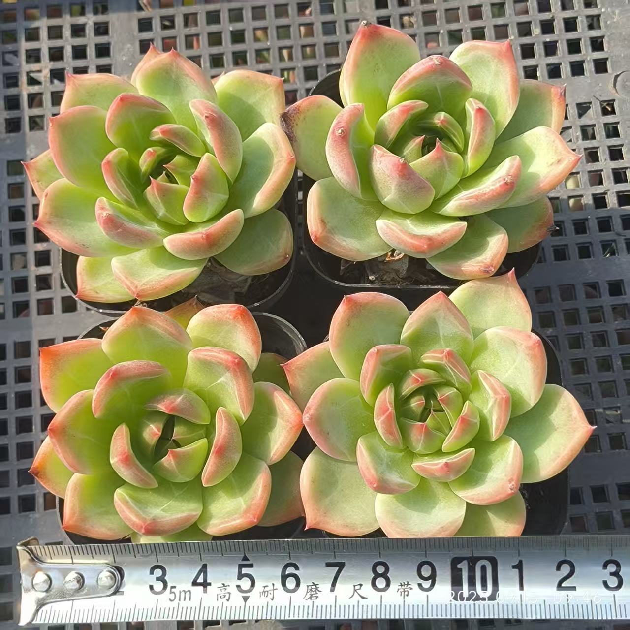 GR340 Echeveria Blue Dragon Hyb(6.5cm pot size)